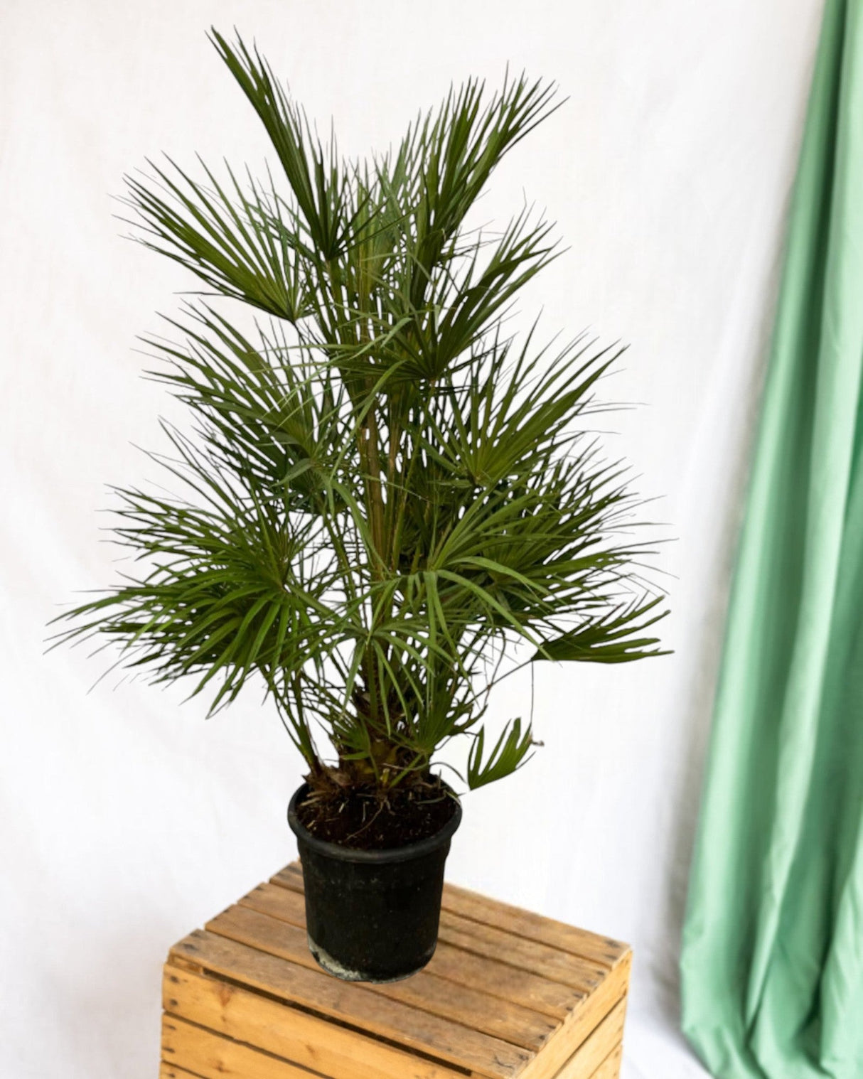 Livraison plante Chamaerops Humilis