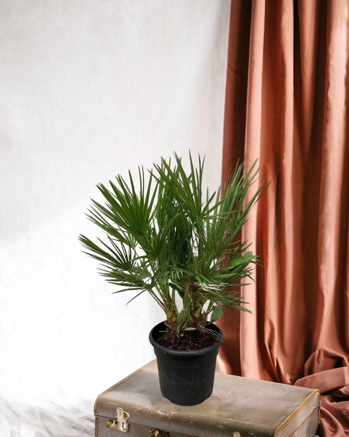 Livraison plante Chamaerops Humilis