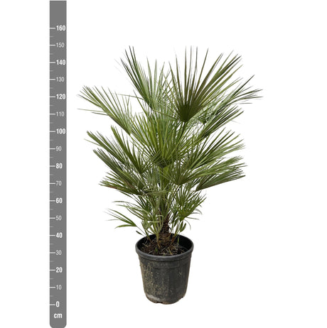 Livraison plante Chamaerops Humilis struik