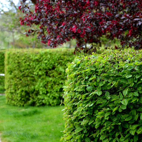 Livraison plante Charme Carpinus betulus – Lot de 6 – Hauteur 55 cm