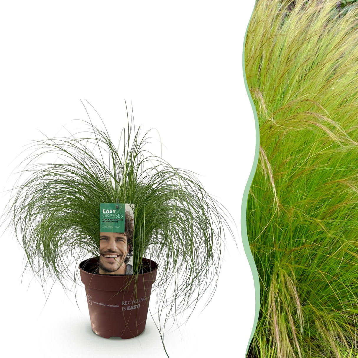 Livraison plante Cheveux d'ange Pony Tails