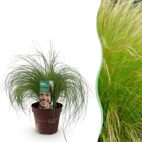 Livraison plante Cheveux d'ange Pony Tails