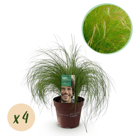 Livraison plante Cheveux d'ange Pony Tails