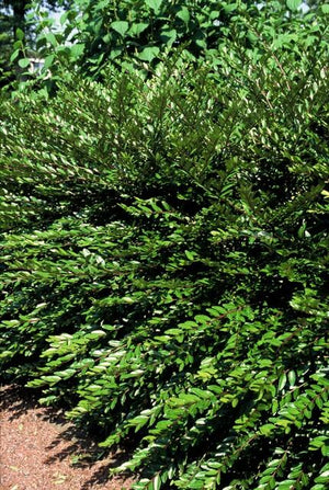 Livraison plante Chèvrefeuille à cupule 'Purple Pearl'