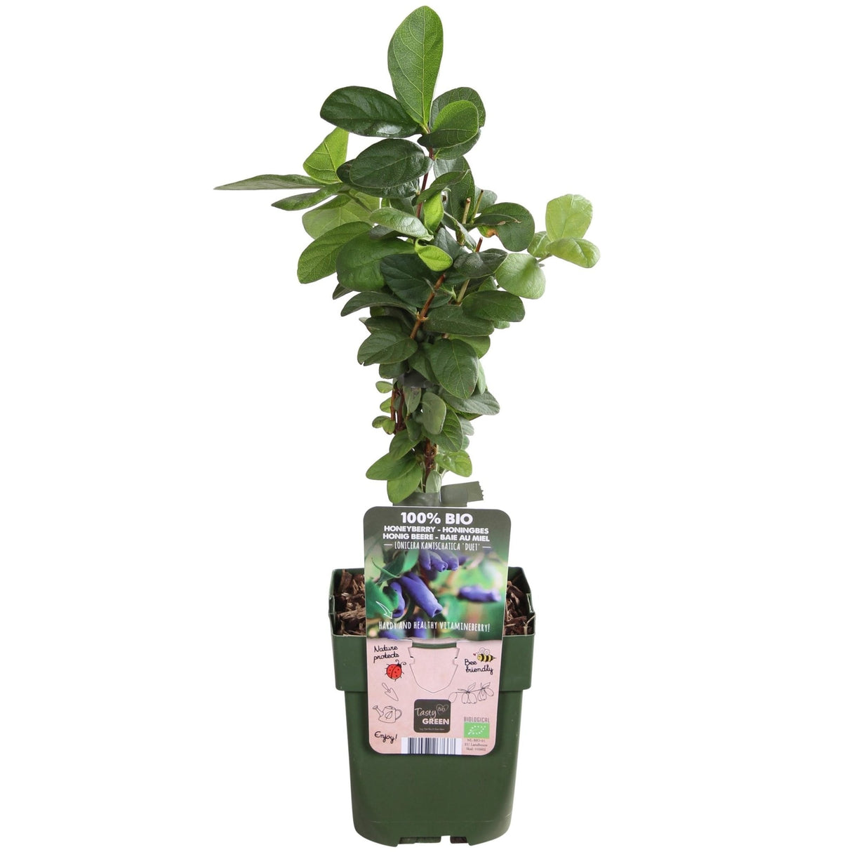 Livraison plante Chèvrefeuille à fruit comestibles - ↨45CM - Ø13 - arbuste fruitier