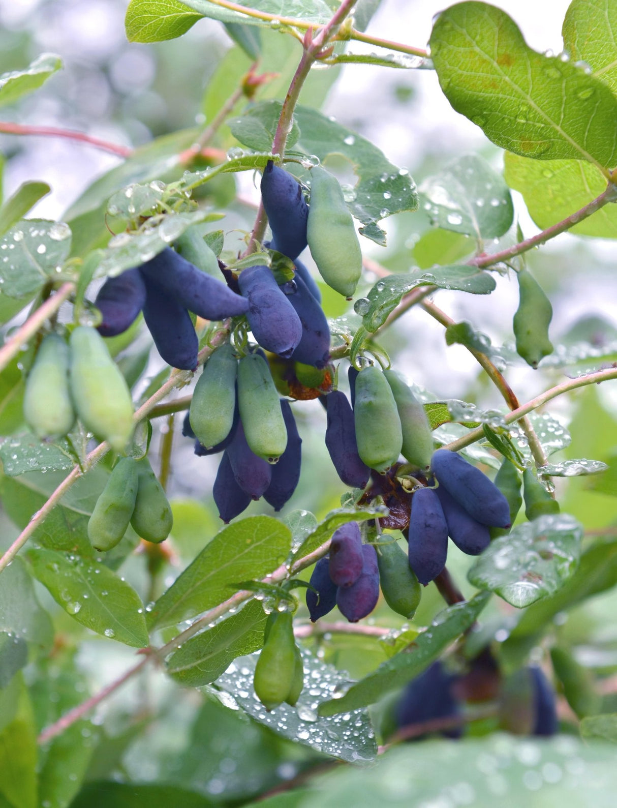 Livraison plante Chèvrefeuille à fruit comestibles - ↨45CM - Ø13 - arbuste fruitier