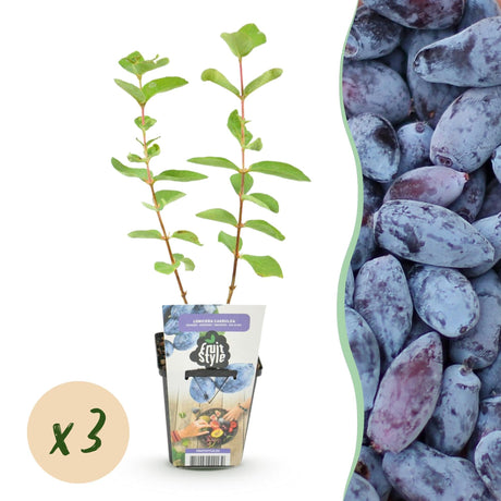 Livraison plante Chèvrefeuille comestible Kamtschatica x3