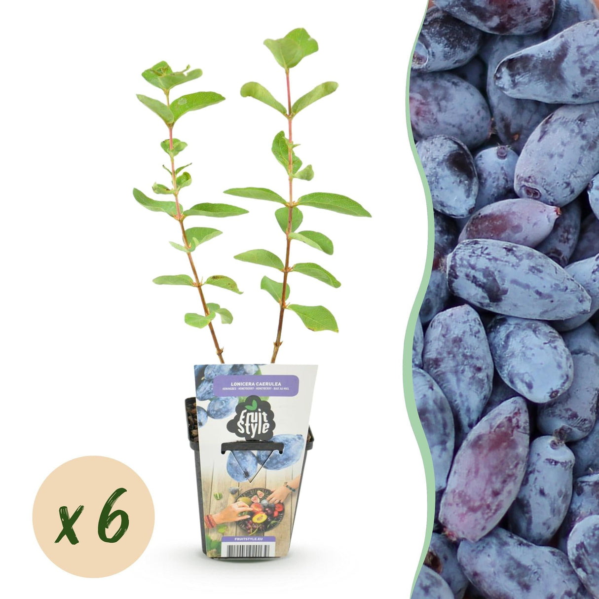 Livraison plante Chèvrefeuille comestible Kamtschatica x3