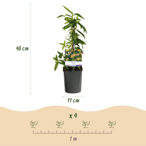 Livraison plante Chèvrefeuille Lonicera henryi – Lot de 2 – Hauteur 40 cm