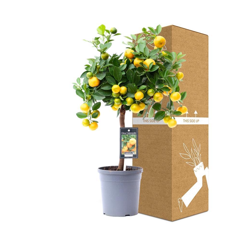 Livraison plante Citronnier Calamondin