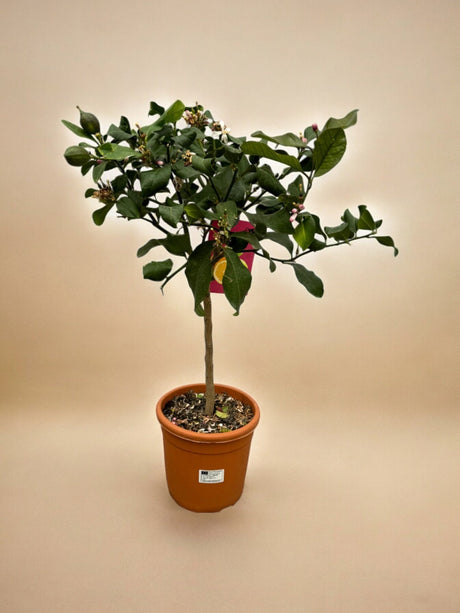Livraison plante Citrus Lemon - 80 cm - Ø22cm