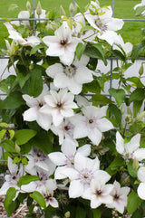 Livraison plante Clematis Boulevard 'The Countess of Wessex'