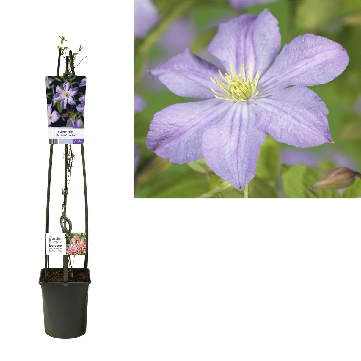 Livraison plante Clematis 'Prince Charles'