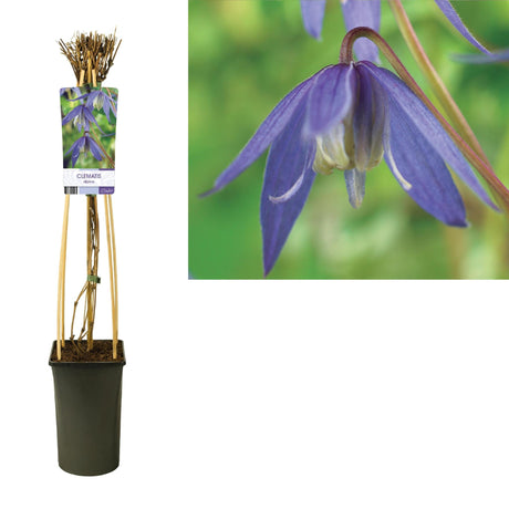 Livraison plante Clematite Alpina d17cm h75cm