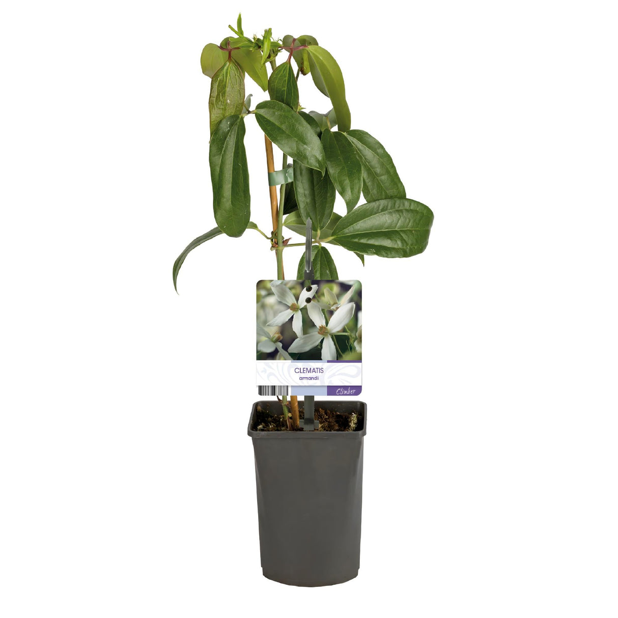 Livraison plante Clématite armandii – Lot de 1 – Pot 11 cm – Hauteur 40 cm