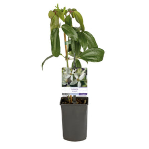 Livraison plante Clématite armandii – Lot de 1 – Pot 11 cm – Hauteur 40 cm