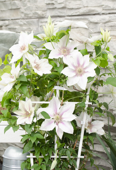 Livraison plante Clematite Boulevard® Corinne ™ - ↨70cm - Ø19 - plante d'extérieur fleurie grimpante