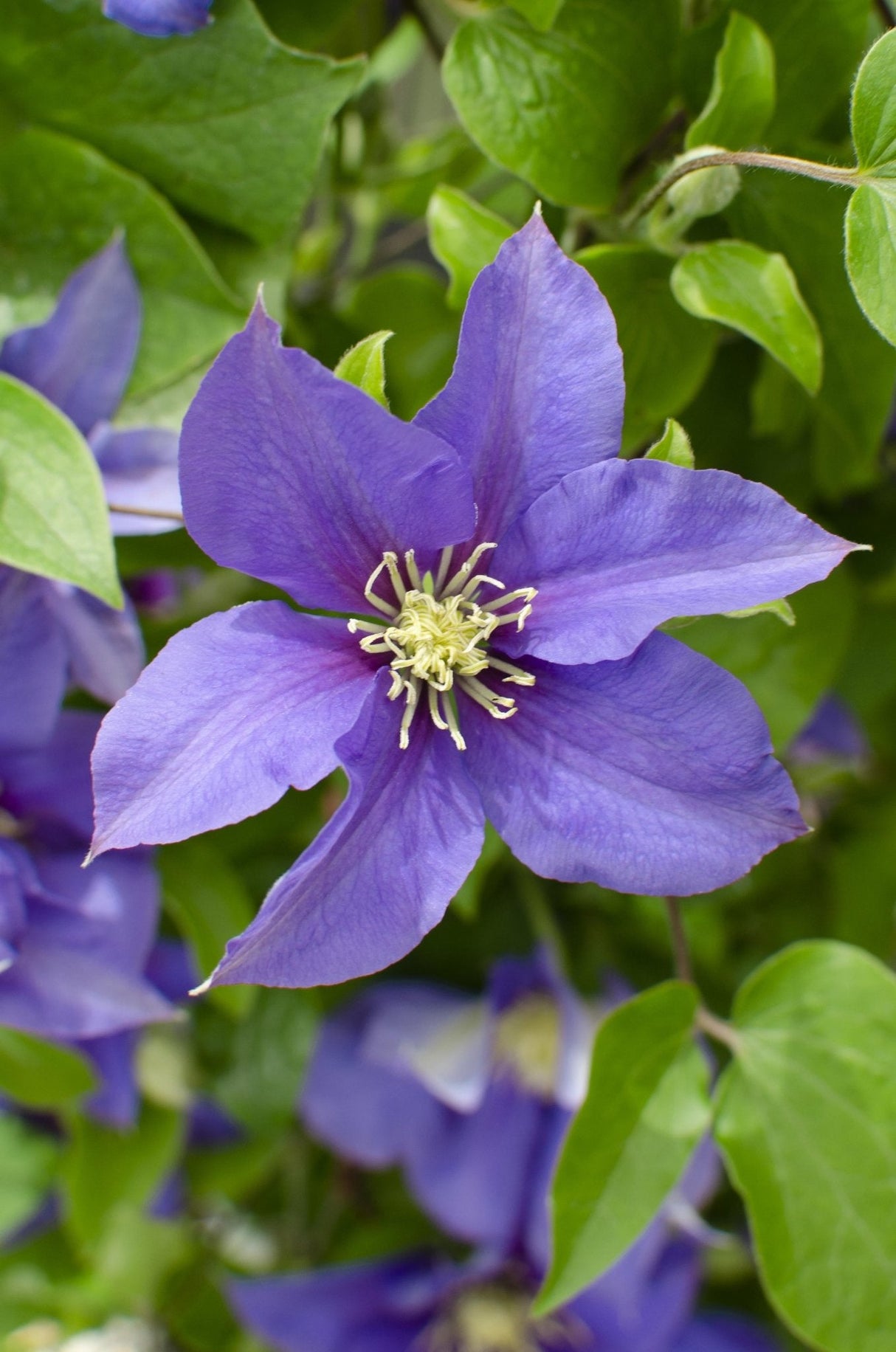 Livraison plante Clematite Boulevard® Olympia ™ - ↨70cm - Ø19 - plante d'extérieur fleurie grimpante