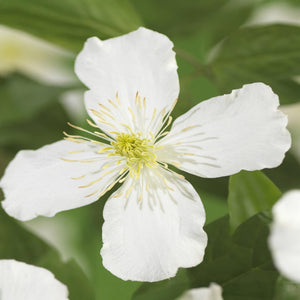 Livraison plante Clématite Montana Grandiflora – Lot de 2 – Pot 11 cm