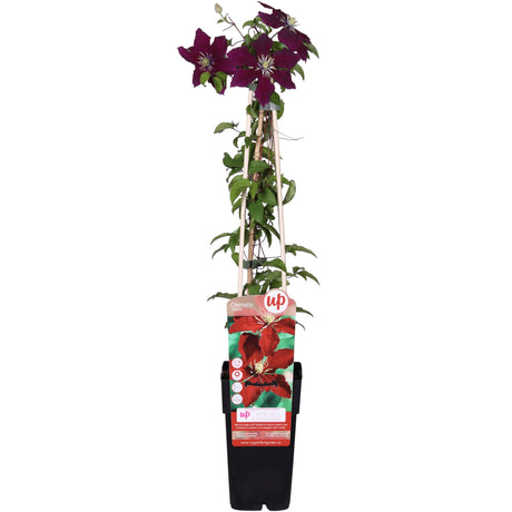 Livraison plante Clematite niobe - ↨65cm - Ø15 - plante d'extérieur fleurie grimpante