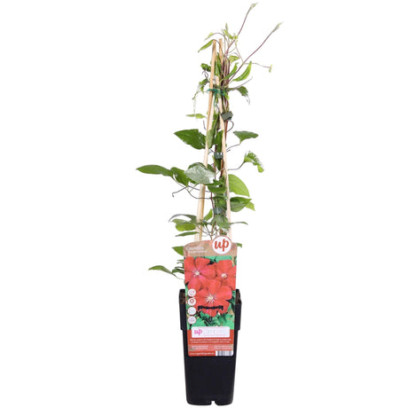 Livraison plante Clematite Rouge Cardinal - ↨65cm - Ø15 - plante d'extérieur fleurie grimpante
