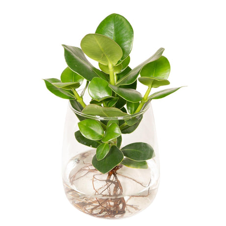 Livraison plante Clusia en hydroculture et son vase en verre - h30cm, Ø12cm