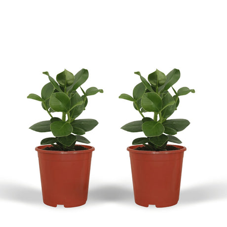 Livraison plante Clusia Princess - Lot de 2