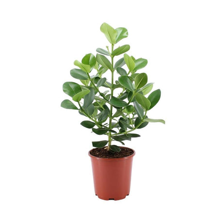 Livraison plante Clusia Rosea Princess