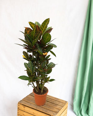 Codiaeum croton Petra