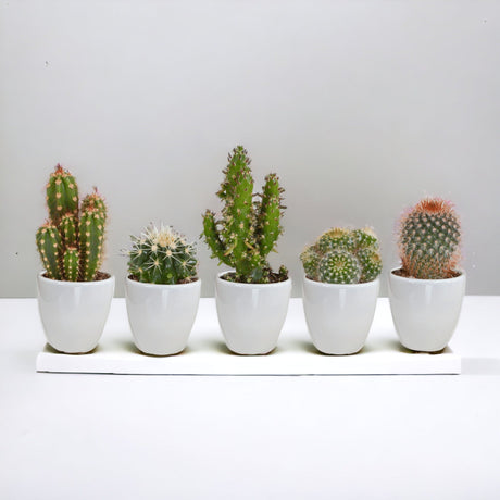 Livraison plante Coffret cactus et ses caches - pots blancs - Lot de 15, h13cm