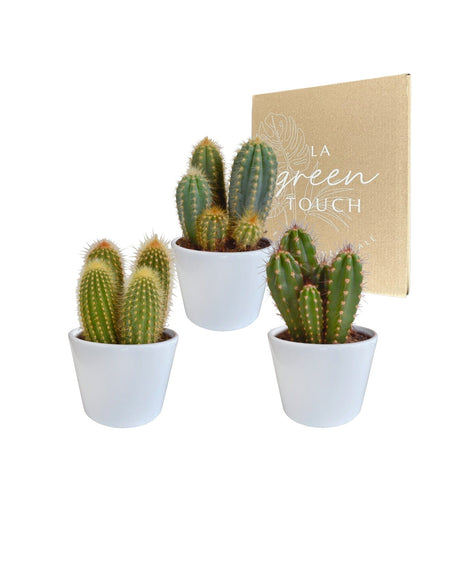 Livraison plante Coffret cactus et ses caches - pots blancs - Lot de 3 plantes, h23cm