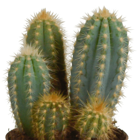 Livraison plante Coffret cactus et ses caches - pots terracotta - Lot de 3 plantes, h23cm