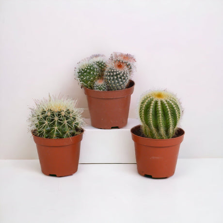 Livraison plante Coffret cadeau baby cactus - Lot de 3 plantes, h16cm