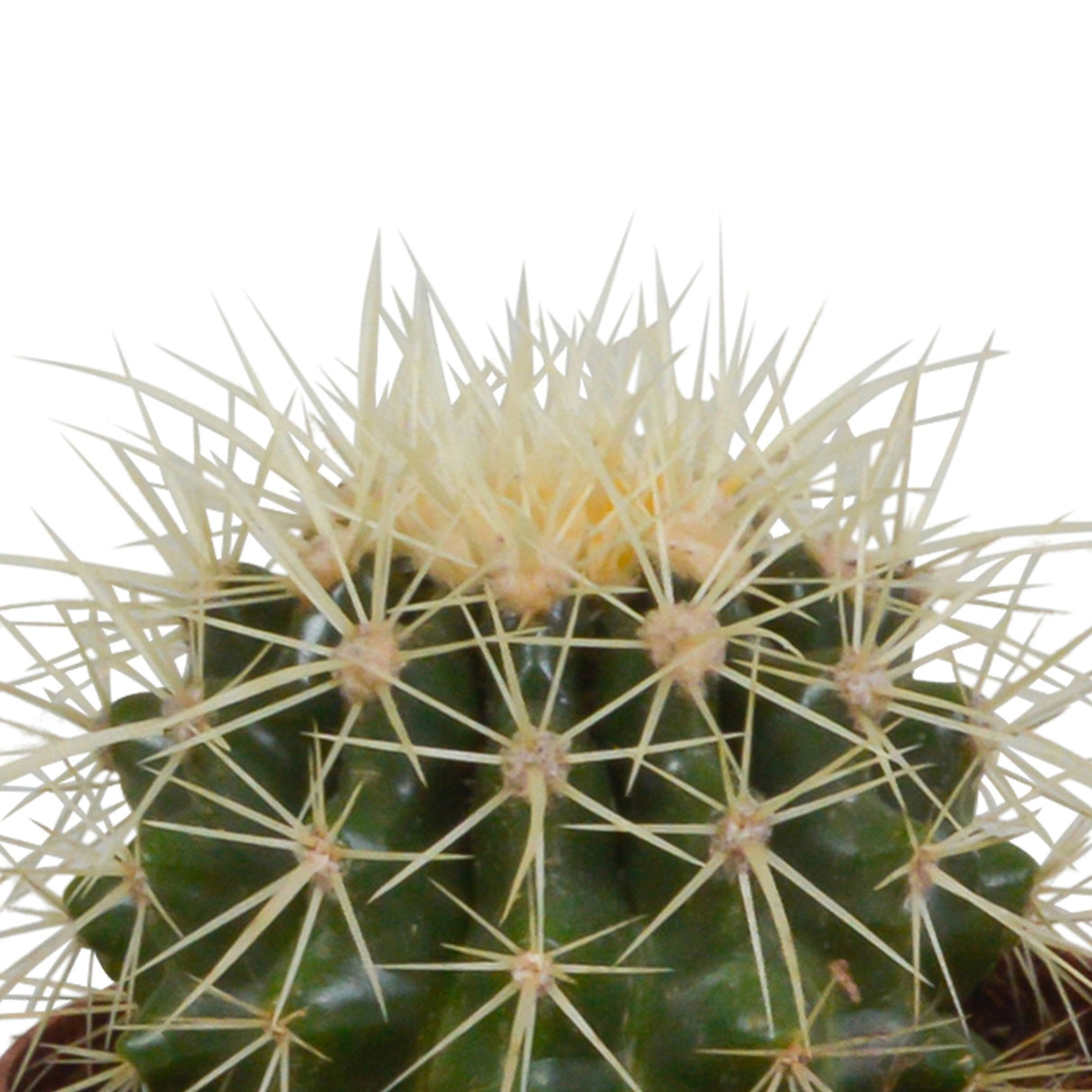 Livraison plante Coffret cadeau cactus et ses caches - pots terracotta - Lot de 3 plantes, h16cm