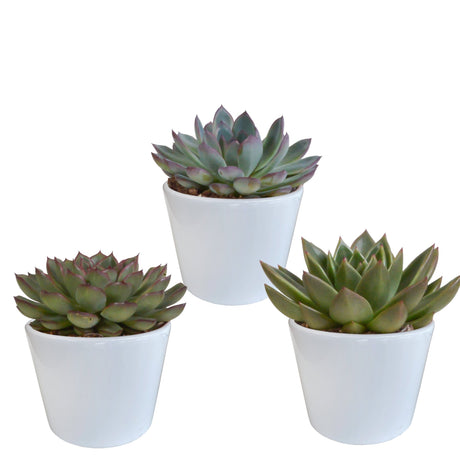 Livraison plante Coffret cadeau echeveria et ses caches - pots blancs - Lot de 3 plantes, h21cm