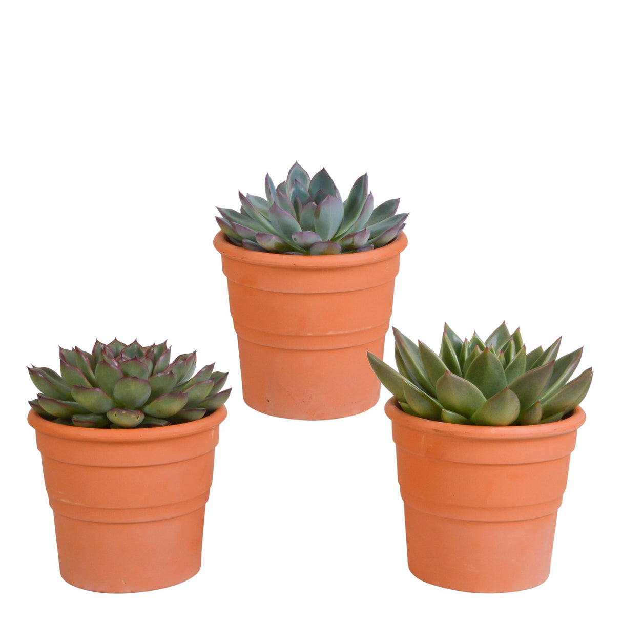 Livraison plante Coffret cadeau echeveria et ses caches - pots terracotta - Lot de 3 plantes, h21cm