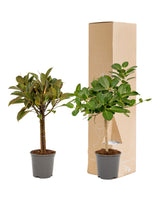 Livraison plante Coffret cadeau Ficus - Lot de 2 plantes, h90cm