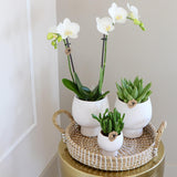 Livraison plante Coffret Cadeau Scandic : Orchidée Phalaenopsis Blanche et Plantes Succulentes