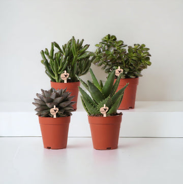 Sukkulent gaveæske - Sæt med 4 planter, h20cm