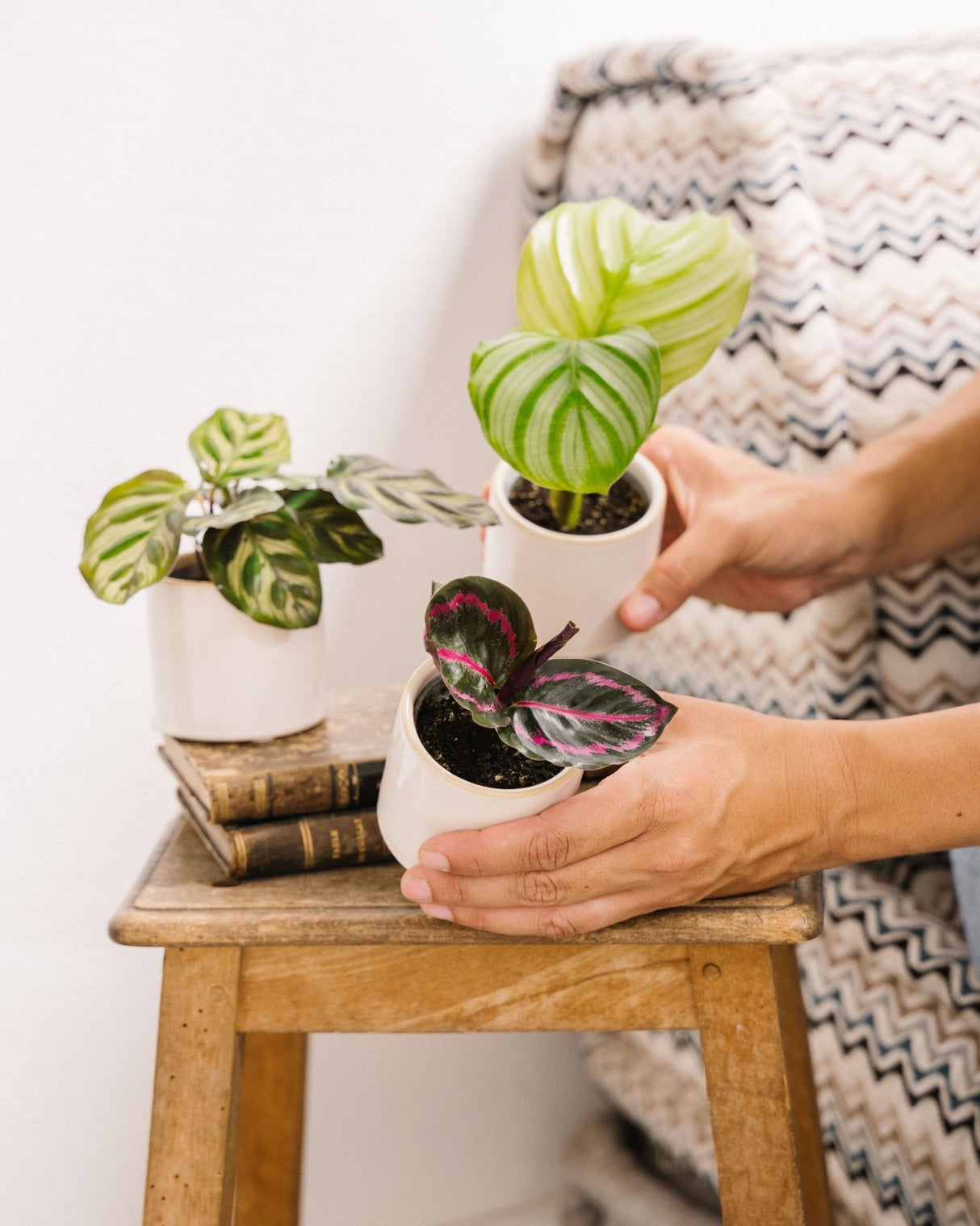 Livraison plante Coffret Calathea lovers - Trio de Baby plantes