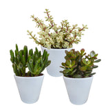 Livraison plante Coffret crassula et ses caches - pots blancs - Lot de 3 plantes, h18cm