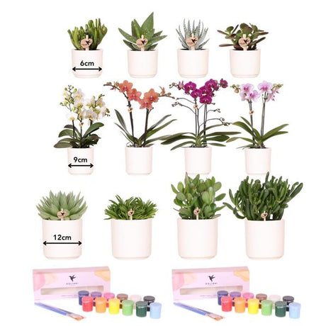 Livraison plante Coffret Créatif Grand Artiste 12 : Orchidées et succulentes