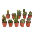 Livraison plante Coffret de Cactus & Succulentes