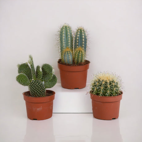 Livraison plante Coffret de Cactus & Succulentes