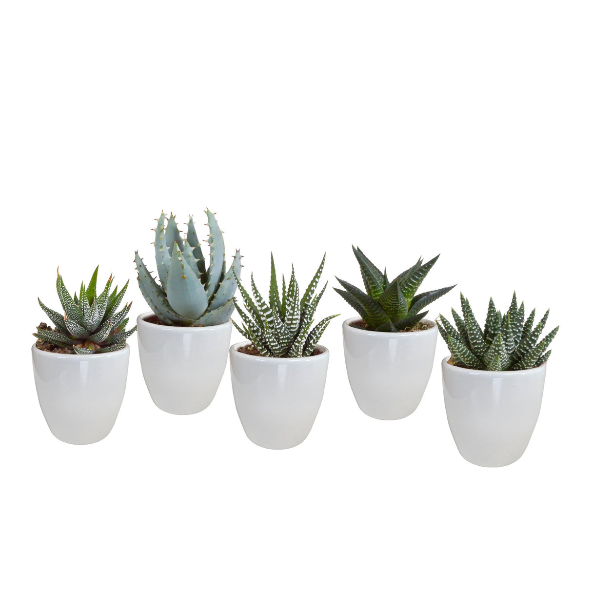 Livraison plante Coffret Gasteria, Haworthia et ses caches - pots blancs - Lot de 5 plantes, h13cm