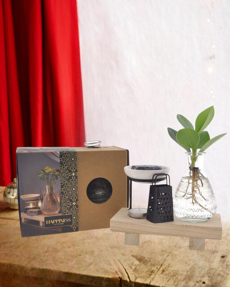 Livraison plante Coffret Happiness Plante en hydroculture