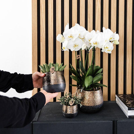 Livraison plante Coffret Home Hub | Orchidée Phalaenopsis et Plantes Succulentes