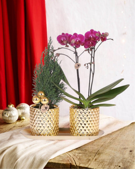 Livraison plante Coffret Orchidée et sapin de Noël Perles dorées