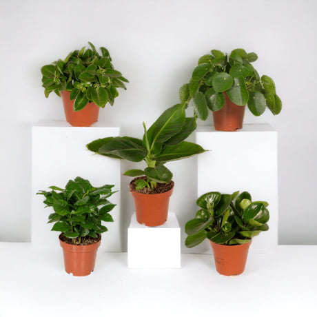 Livraison plante Coffret - Plantes d'intérieur surprises