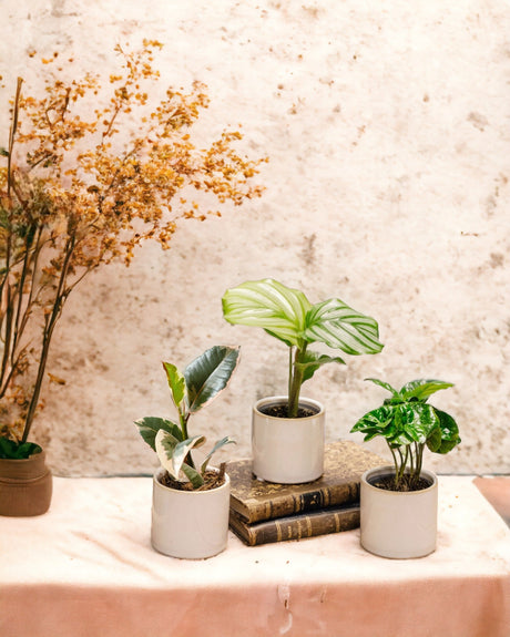 Livraison plante Coffret Planty office - Trio de Baby plantes